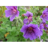 Geranium magnificum'Rosemore'
