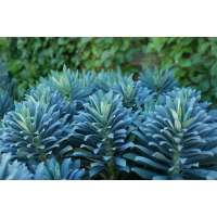 Euphorbia characias'Portuguese Velvet'