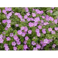 Geranium riversleanum'Mavis simpson'