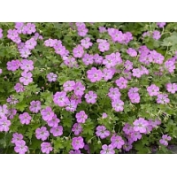 Geranium riversleanum'Mavis simpson'