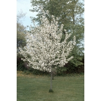 Malus'Dolgo' 