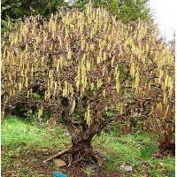 Corylus avellana'Contorta' 