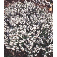 Erica carnea'Wintersnow' 