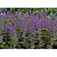 Nepeta racemosa'Grog' 