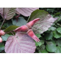 Corylus maxima'Purpurea' 