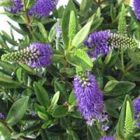 Hebe donna'Britta Improved' 