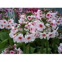 Primula japonica'Apple blossom'