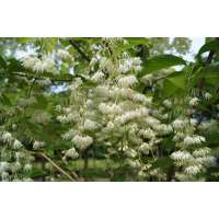 Pterostyrax hispida 