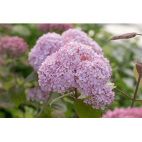 Hydrangea arborescens'Candybelle Bubblegum' 