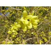 Forsythia japonica saxatilis 