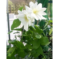 Clematis patens'Wada's Primrose' 