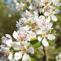 Pyrus communis caucasica 