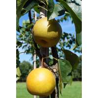 Pyrus pyrifolia'Hayatama' 