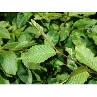 Carpinus betulus'Frans Fontaine' 