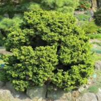 Cryptomeria japonica'Bandai HB' 
