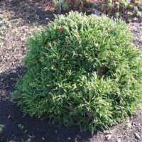 Cryptomeria japonica'Little Champion' 
