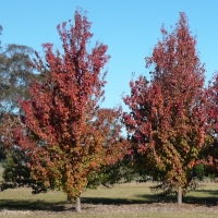 Pyrus calleryana'Redspire' 