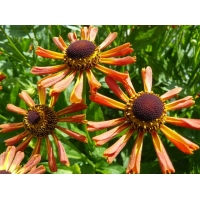 Helenium'Loysder Wieck'