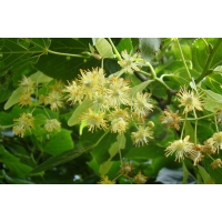 Tilia euchlora' 