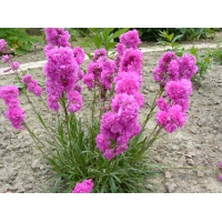Lychnis viscaria'Plena'