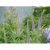 Veronicastrum virginicum'Temptation'