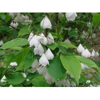Halesia monticola 