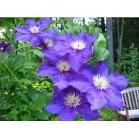 Clematis'Lady Betty Balfour' 