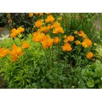 Trollius chinensis'Golden Queen'