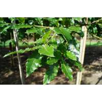 Quercus warei'Long' 