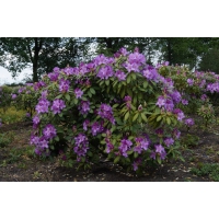 Rhododendron'Catawbiense Boursault' 