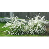 Spiraea cinerea'Grefsheim' 