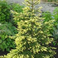 Picea orientalis'Aureospicata' 