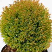 Thuja occidentalis'Anniek' 