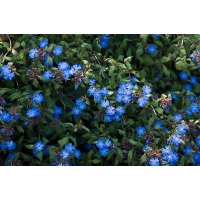 Ceratostigma griffithii