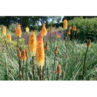 Kniphofia'Tawny King'