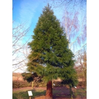 Sequoiadendron giganteum 