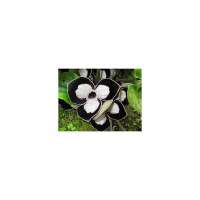 Asarum maximum'Ling Ling'