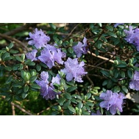 Rhododendron'Russatum' 