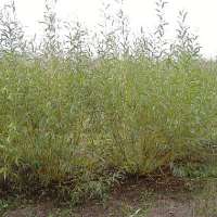 Salix alba'Belders' 
