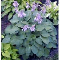 Hosta'Blue Cadet'