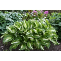 Hosta'Undulata Mediovariegata' 