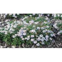 Aster ageratoides'Adustus Nanus'