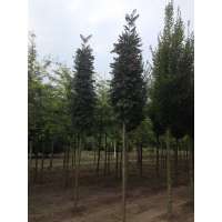 Sorbus aucuparia'Fastigiata' 