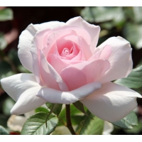 Whiter Shade of Pale 