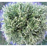 Chamaecyparis pisifera'White Pygmy' 