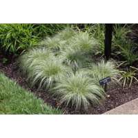 Carex comans'Amazon Mist'