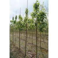 Sorbus incana 