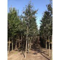 Sorbus intermedia'Brouwers' 