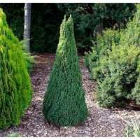 Picea glauca'Zuckerhut' 