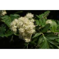 Sorbus thuringiaca'Fastigiata' 